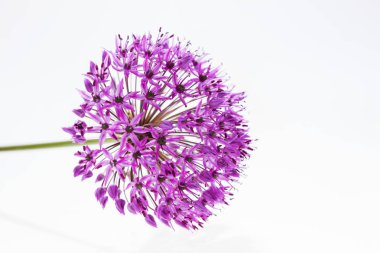 Allium (Allium Giganteum) tam çiçek izole