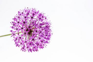 Allium (Allium Giganteum) tam çiçek izole