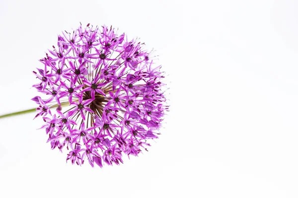 Allium (Allium Giganteum) en flor completa aislada — Foto de Stock