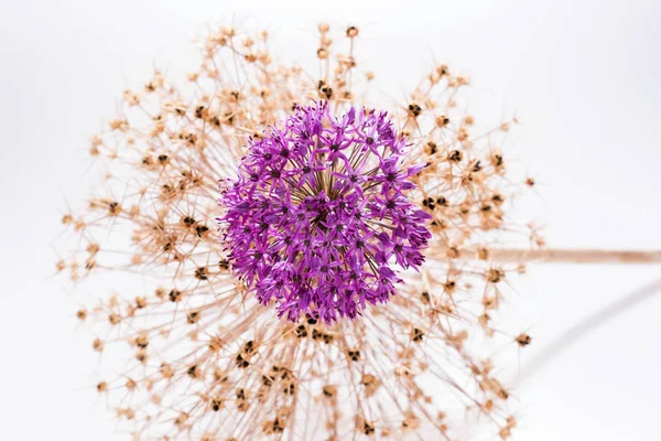 Alliumblume (allium giganteum) mit Dekoration — Stockfoto