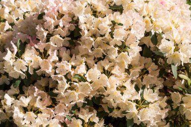 Ormangülü çiçek closeup