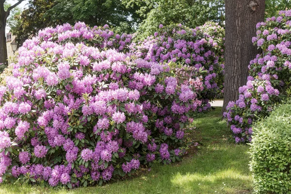 Beaux buissons de fleurs Rhododendron dans un jardin — Photo