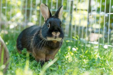 Çayır üzerinde küçük karanlık tavşan