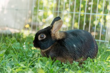 Çayır üzerinde küçük karanlık tavşan