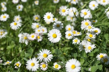 Papatya çiçek (Bellis lerdeki alan)