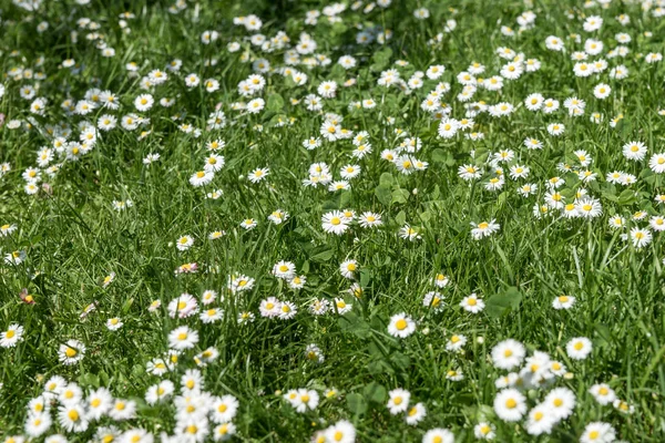 Fält av blommor för tusensköna (Bellis perennis) — Stockfoto