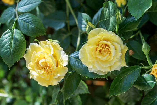 Gul ros blomma i trädgården — Stockfoto