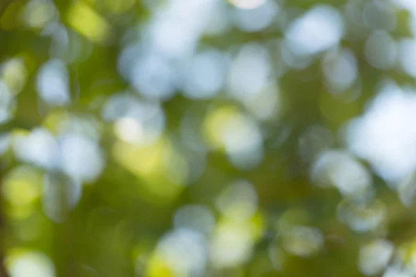 Verde natural desfocado e fundo bokeh — Fotografia de Stock