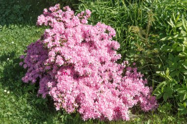 Japon Azalea, ormangülü japonicum bahar