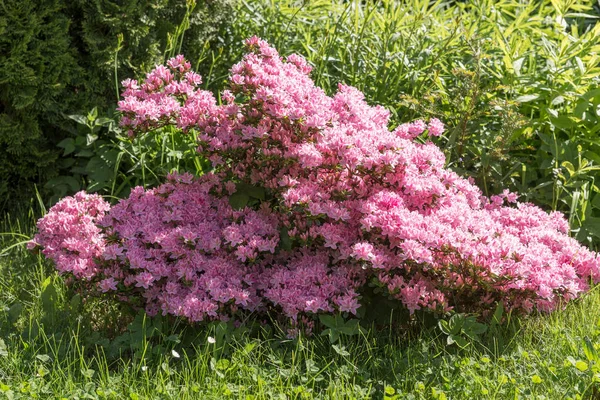 Japon Azalea, ormangülü japonicum bahar — Stok fotoğraf