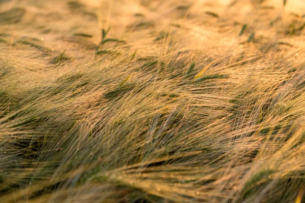 Closeup wheat field under golden sunset — Stock Photo, Image