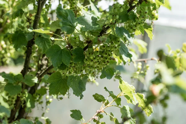 Onrijpe groene bessen in de tuin — Stockfoto