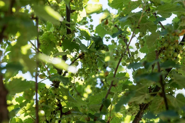 Groselha verde não madura no jardim — Fotografia de Stock