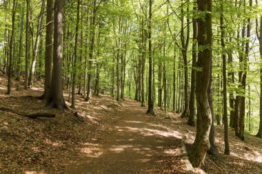 Gür yeşil orman yolundan