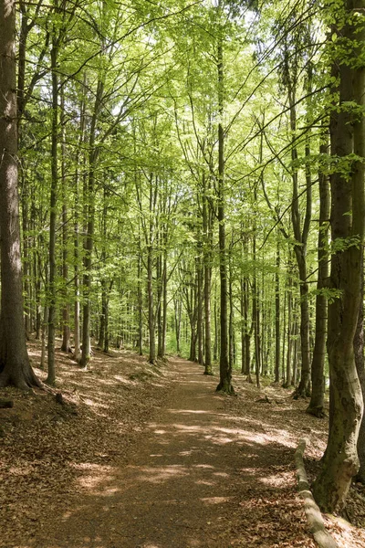Caminho através de uma exuberante floresta verde — Fotografia de Stock