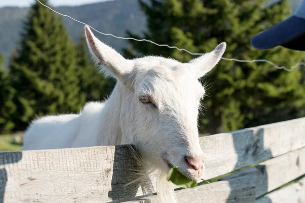 Белая коза смотрит через забор — стоковое фото
