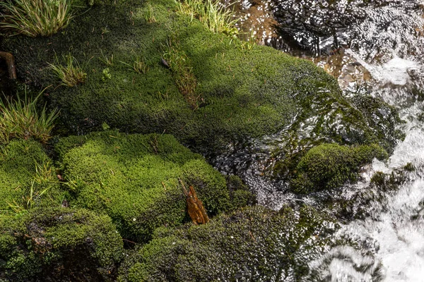 Piedras cubiertas de musgo —  Fotos de Stock