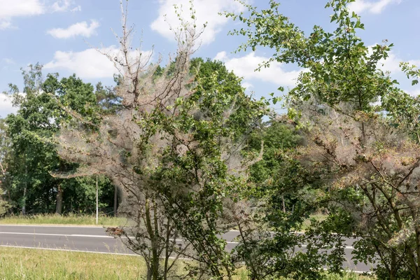 Gespinstmotte (Yponomeutidae) Tırtıllar koza bir ağaç var