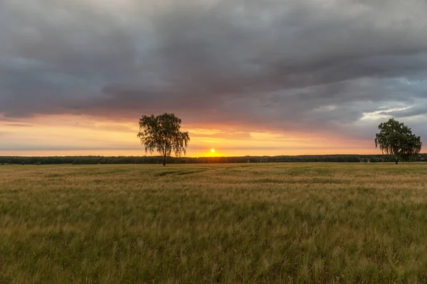 Lever de soleil sur un champ de céréales — Photo