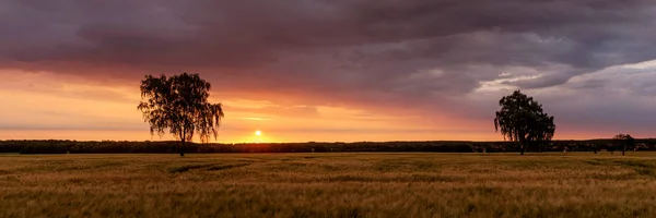 Lever de soleil sur un champ de céréales — Photo