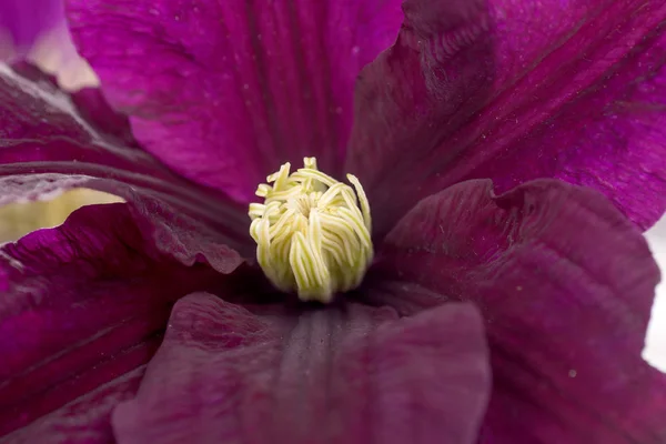 Macro tiro de flor clematis roxo — Fotografia de Stock