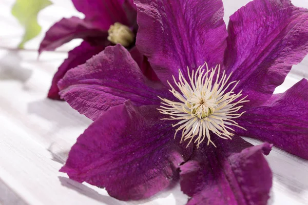 Primo piano della testa di fiore di clematide viola — Foto Stock