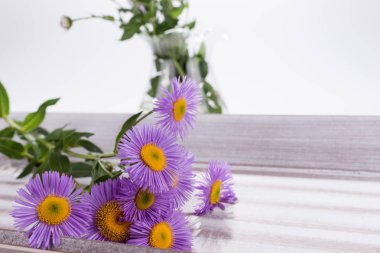 Mor aster Callistephus chinensis