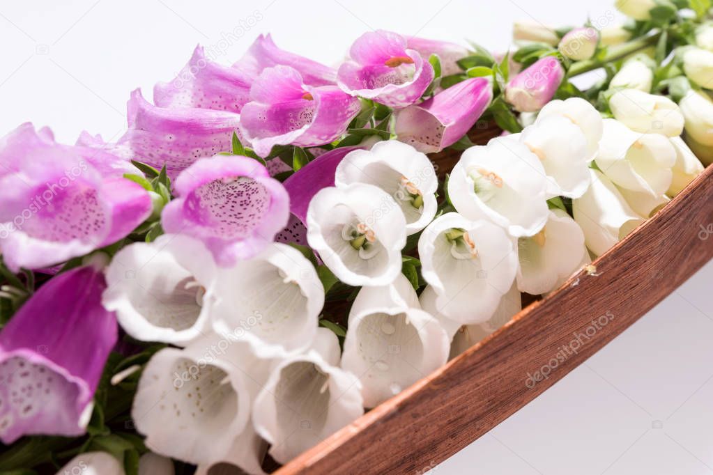 Flowers of digitalis on white