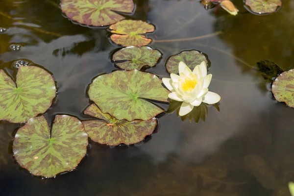 Bahçe gölet sarı nilüfer — Stok fotoğraf