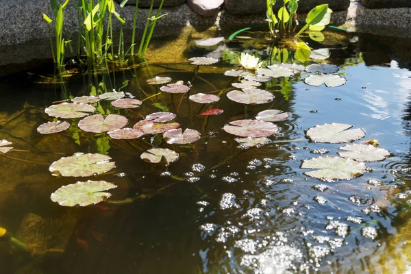 Lirio de agua amarilla en estanque de jardín — Foto de Stock