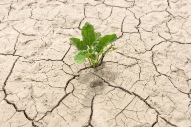 Yeşil bitki kurutulmuş kırık Earth'te