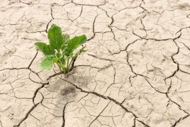 Yeşil bitki kurutulmuş kırık Earth'te
