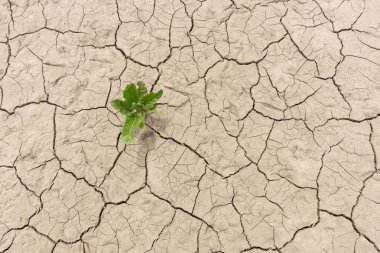 Yeşil bitki kurutulmuş kırık Earth'te