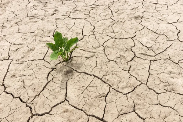 Planta verde em terra rachada seca — Fotografia de Stock