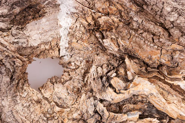 Pièce d'écorce de vieil arbre — Photo