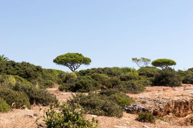 Kumtaşı kayalıklarla Atlantik okyanus manzaralı çam ağaçları ile