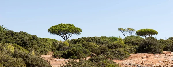 Sandstensklippor med tallar med utsikt över Atlanten — Stockfoto