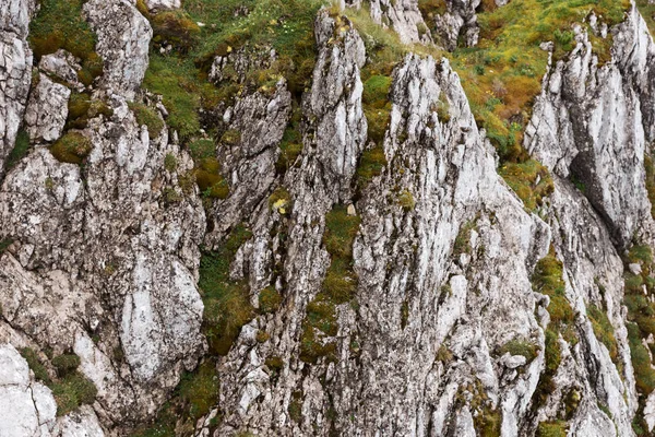 Taş duvar yosun yetişir