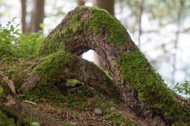 Yosun kaplı ağaç kökleri