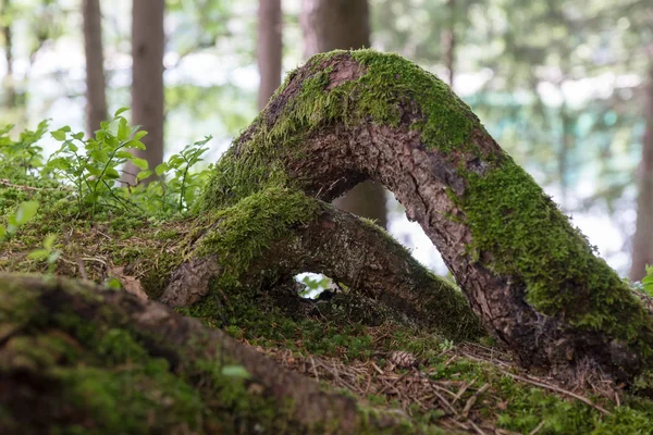 Yosun kaplı ağaç kökleri
