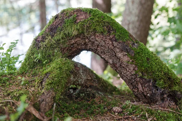 Yosun kaplı ağaç kökleri