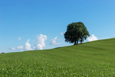 Yeşil alan tek ağaç grubu