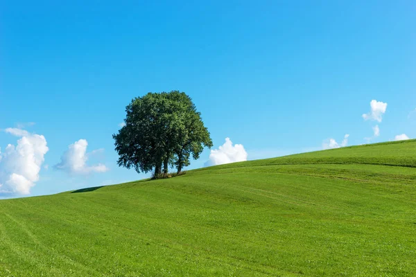 Yeşil alan tek ağaç grubu