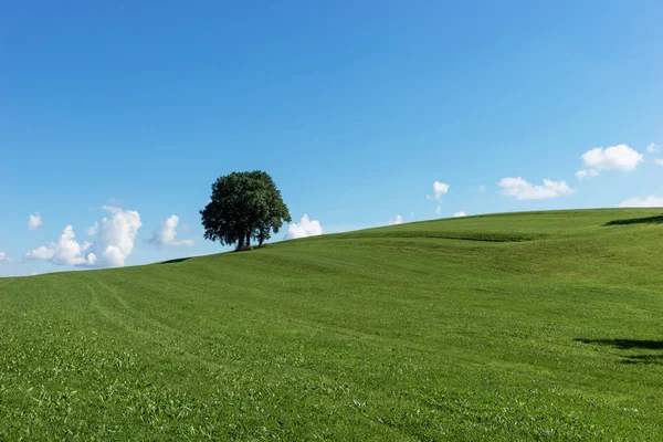 Yeşil alan tek ağaç grubu
