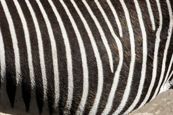 Pattern of zebra skin — Stock Photo, Image