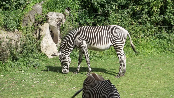 Zebra Africano de pé na grama e comer — Fotografia de Stock