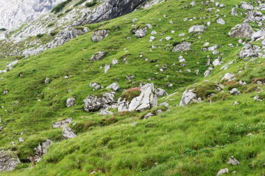 Taşlar ile Bavyera Alpleri'nde çayır