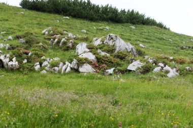 Taşlar ile Bavyera Alpleri'nde çayır