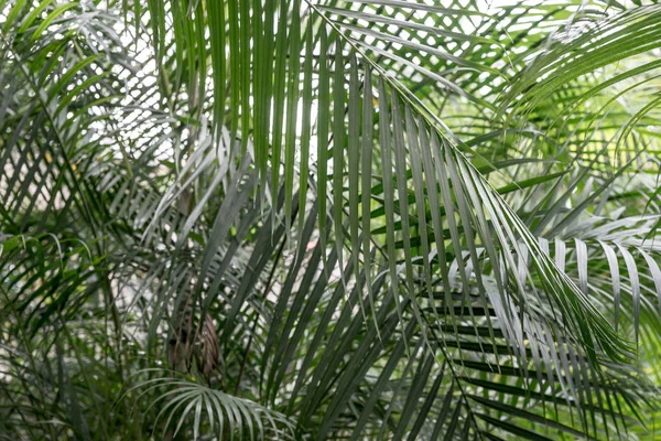 Background from palm leaves — Stock Photo, Image