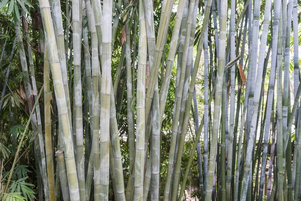 Bamboo in the tropical garden — Stock Photo, Image